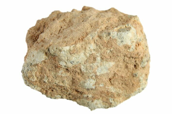 Lunar Meteorite ( g) - Bechar #288458